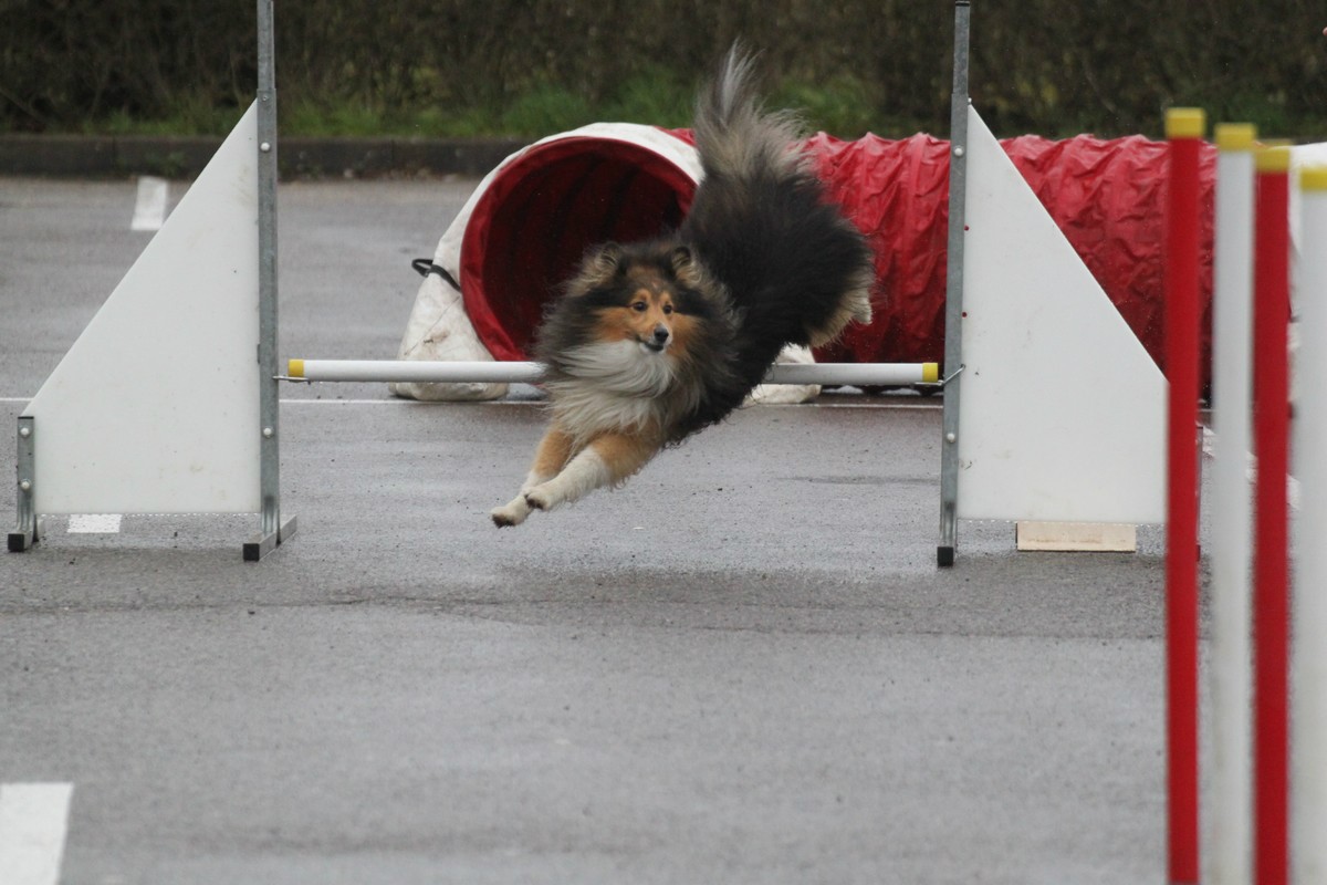 Sylviane et Fly ont repris l'agility.